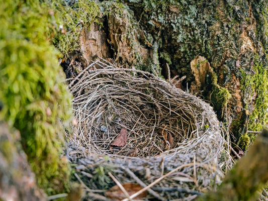 When you're left with an empty nest
